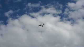 fliegende Dorhne, vor einem blauen Wolkenhimmel